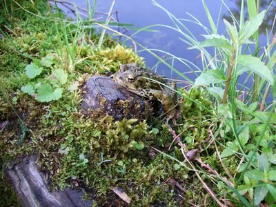 Amphibian lake wild