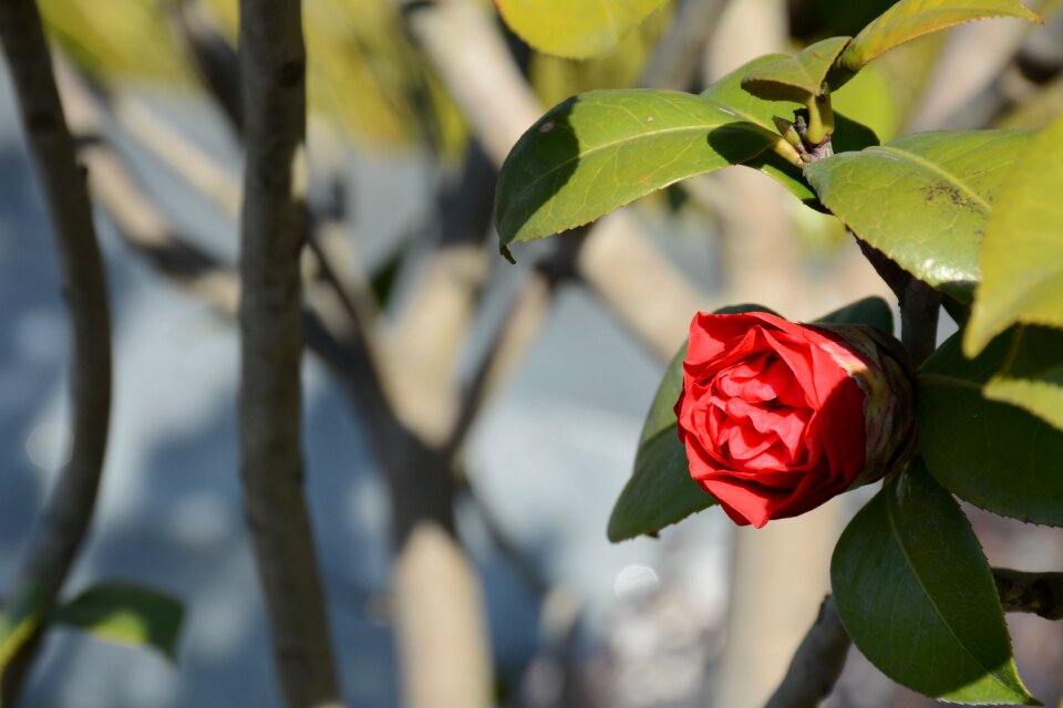 Flower red flowers spring