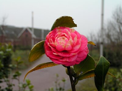 Amsterdam westerpark rose photo