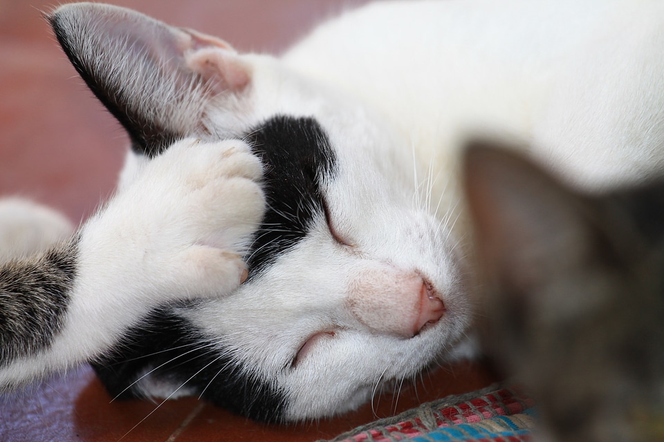 Feline animal sleeping