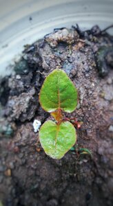 Beanstalk the garden young plant