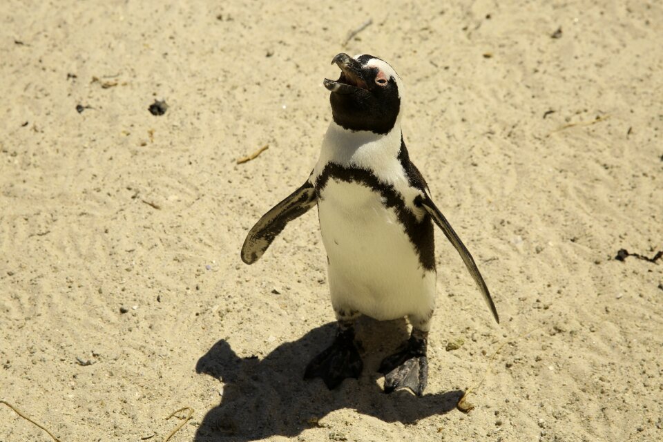 The cape of good hope penguin island cape town