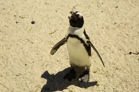 The cape of good hope penguin island cape town