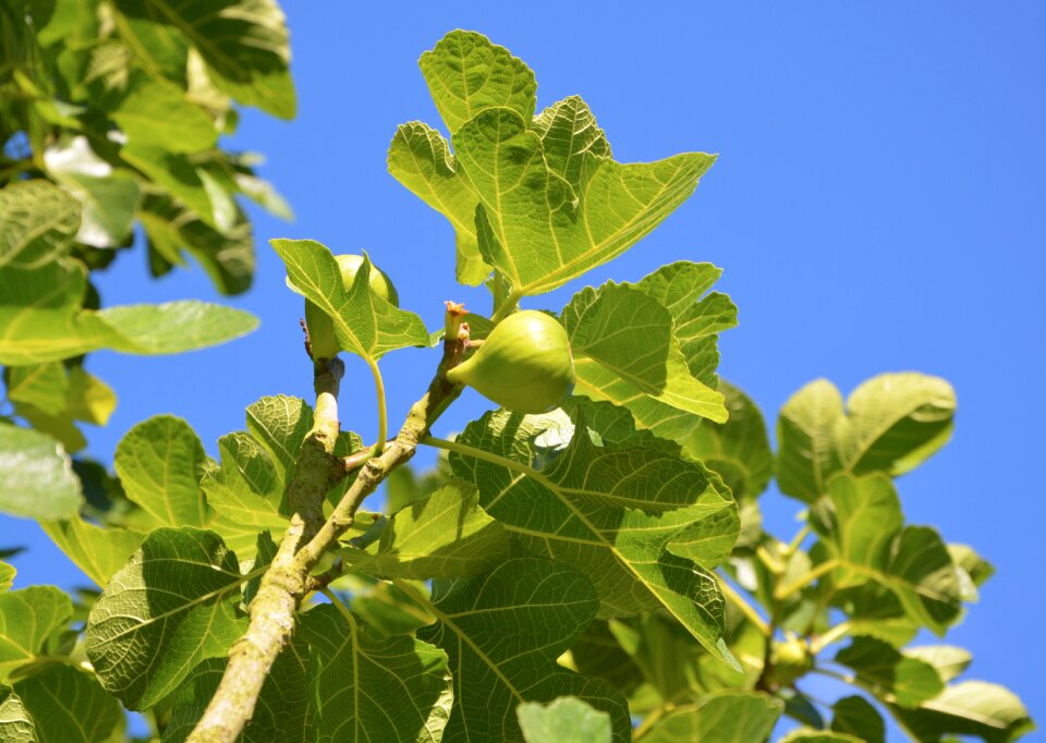 Summer flavor nature