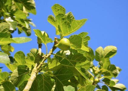 Summer flavor nature