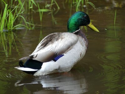 Green mallard photo