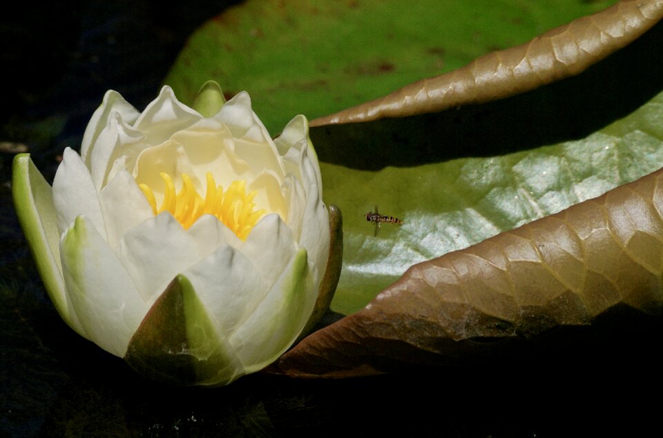 Bloom lake rose nuphar