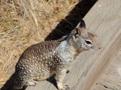 Squirrel beach