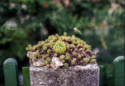 Decor worn floral