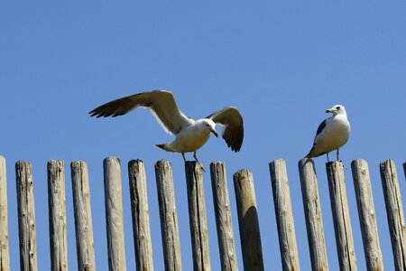Sea gull seagull wild animal photo