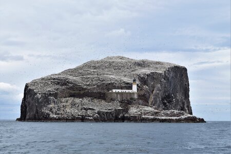 Colony bird forth photo