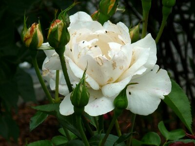 Blossom bloom bud