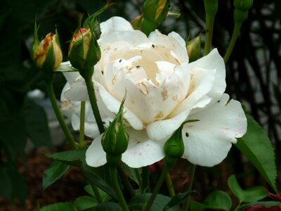 Blossom bloom bud photo