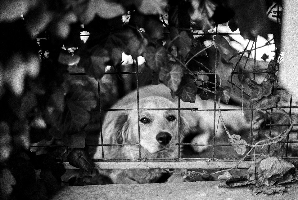 Pet animal canine