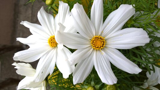 Close up flower daisies photo