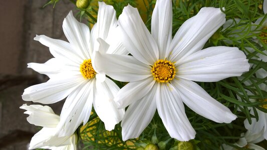 Close up flower daisies