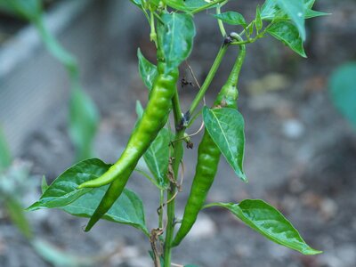 Sharp pods paprika photo