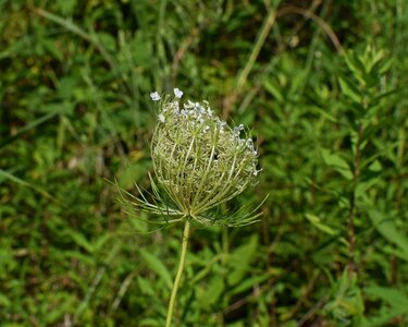 Blossom bloom plant