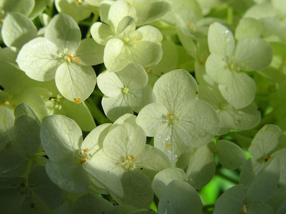 Sunlight bloom nature