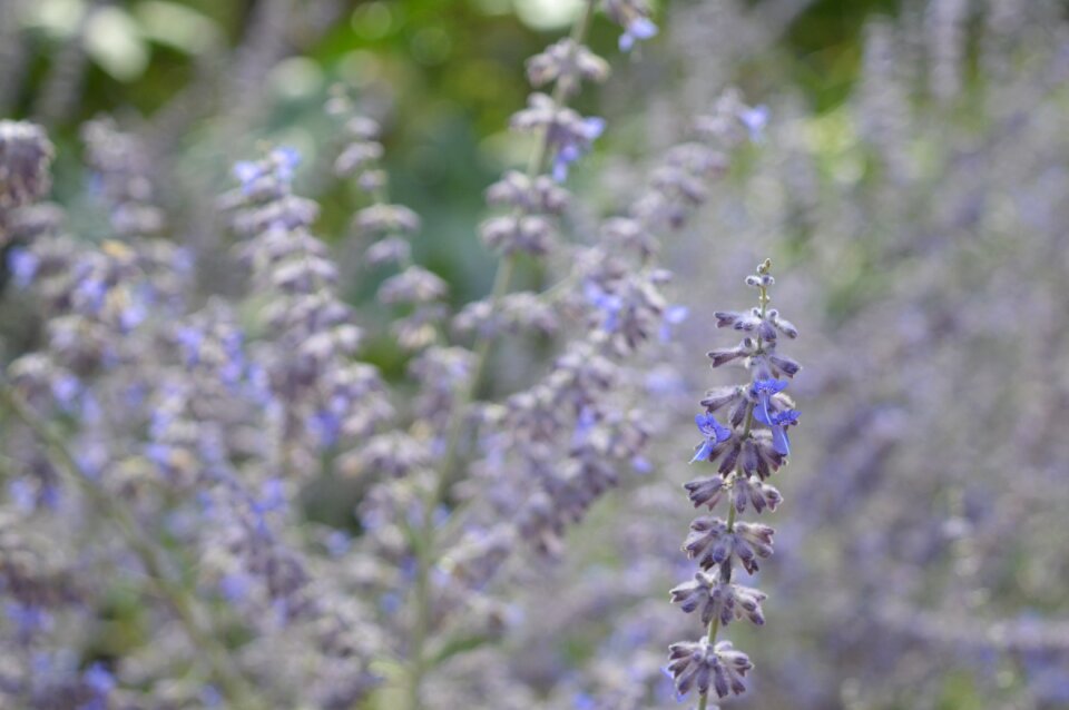 Violet summer purple flower