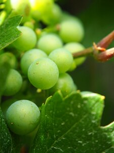 Fruit winegrowing green grapes