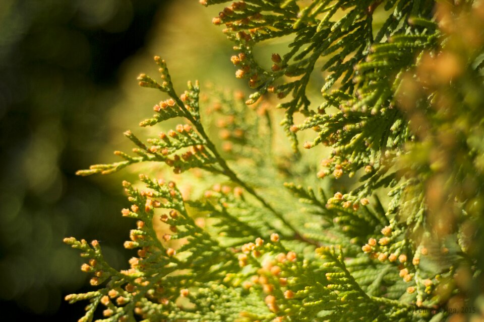 Bush nature conifer