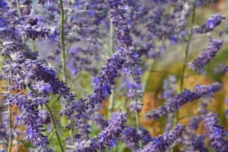 Violet wild plant flowering