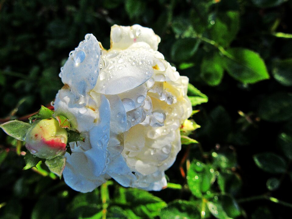 White rose nature white