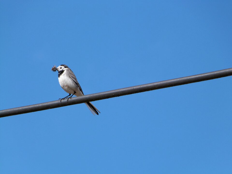 Bird hochequeue perched on a wire
