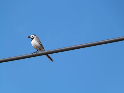 Bird hochequeue perched on a wire photo