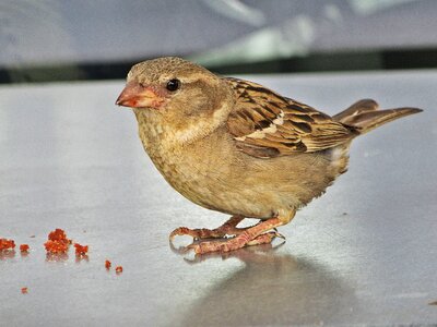 Beak carry food photo