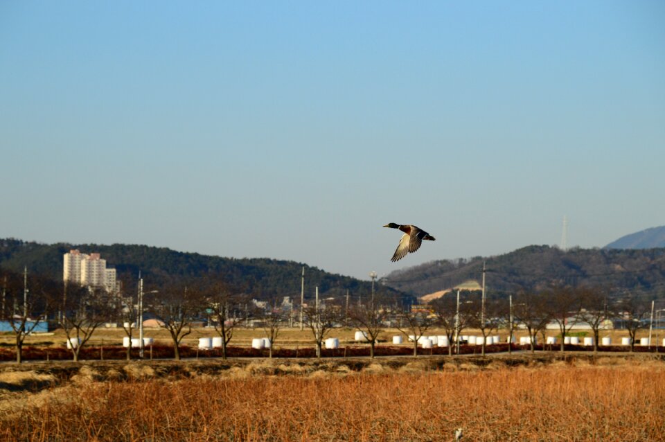 Remote central nature new