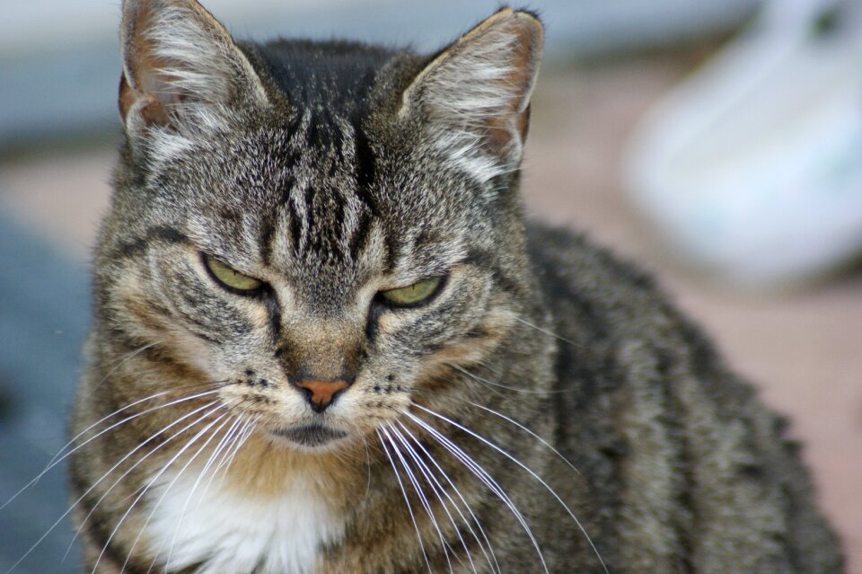 Domestic cat mackerel lazing around