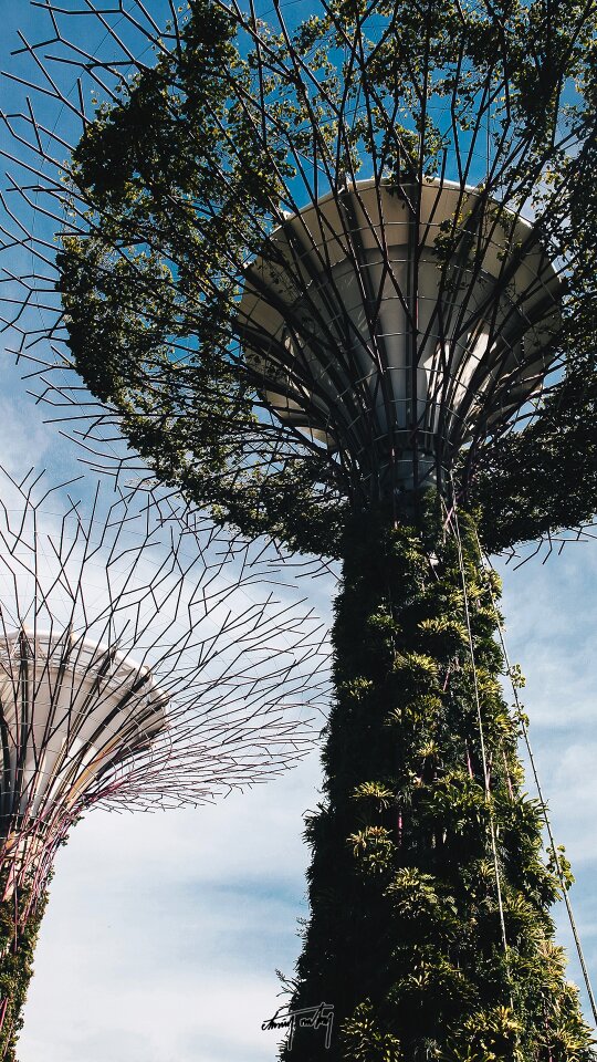 Asia green park