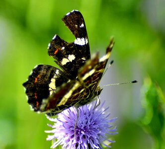 Summer thistle flower flight insect photo