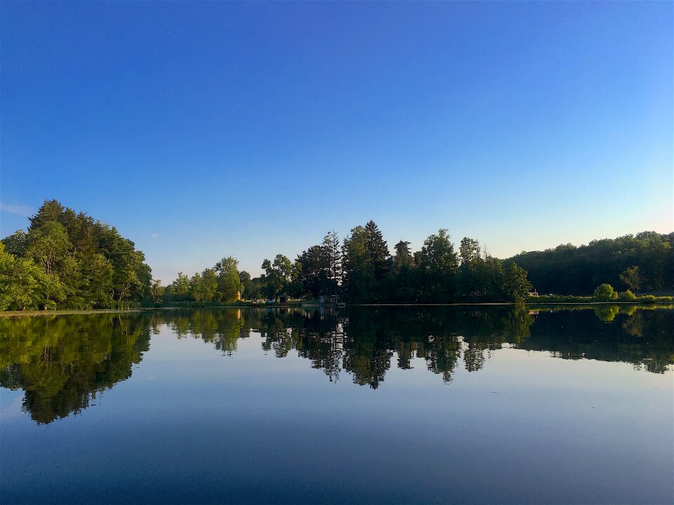 Trees shoreline landscape photo