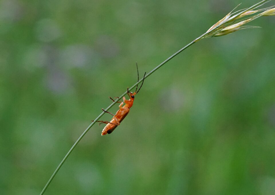 Macro biological insect