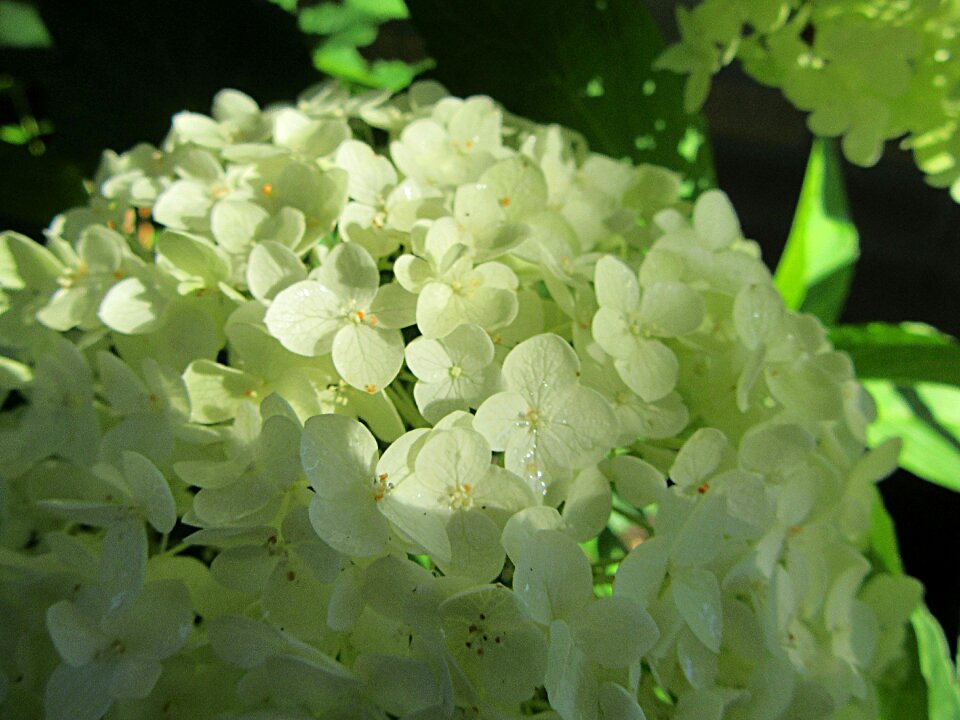 Nature flowers leaves