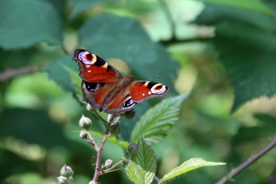 Peacock butterfly butterfly insect