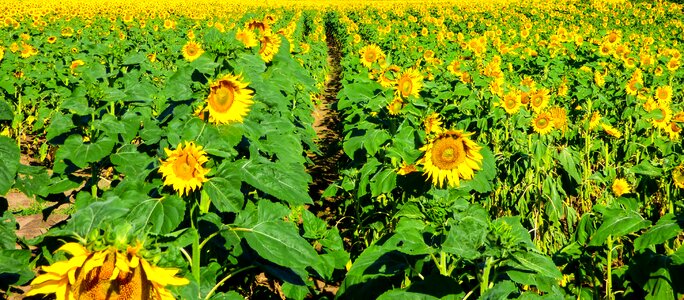 Nature sunflower field summer photo