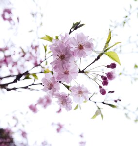 Cherry blossoms pink flowers
