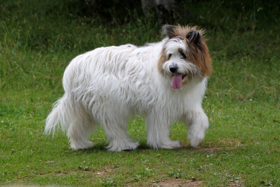 Dog breed german longhaired pointer purebred