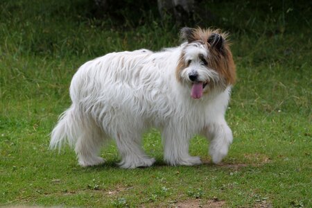 Dog breed german longhaired pointer purebred
