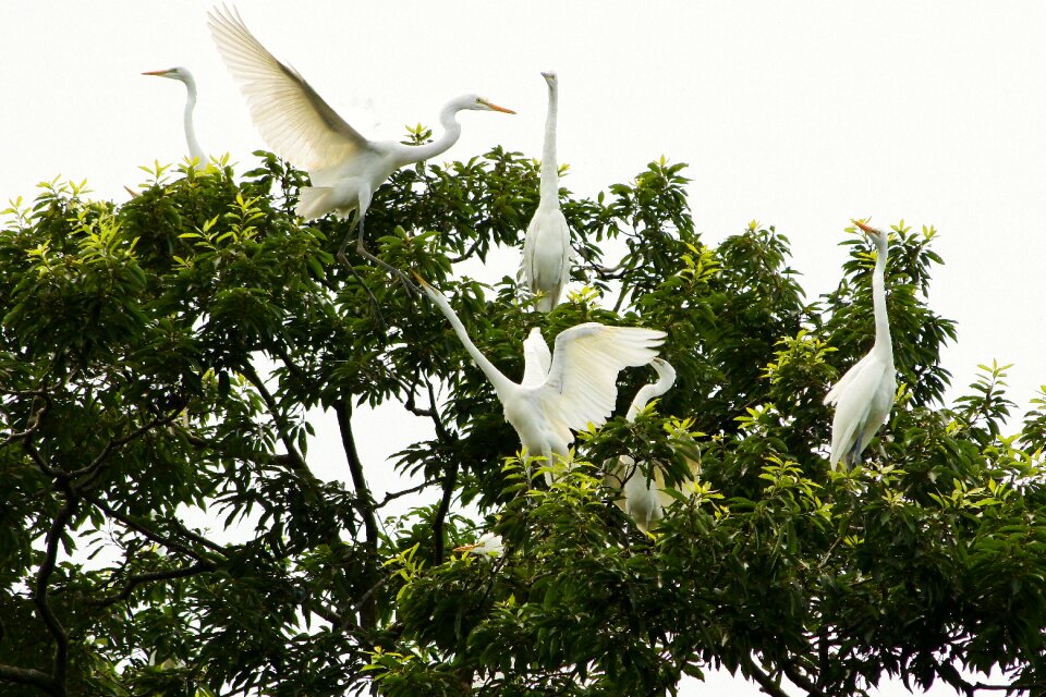 Heron egret their mother