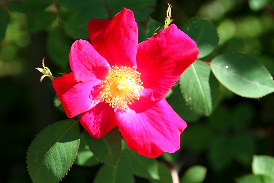 Bloom flower garden