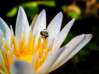 Water lily white yellow