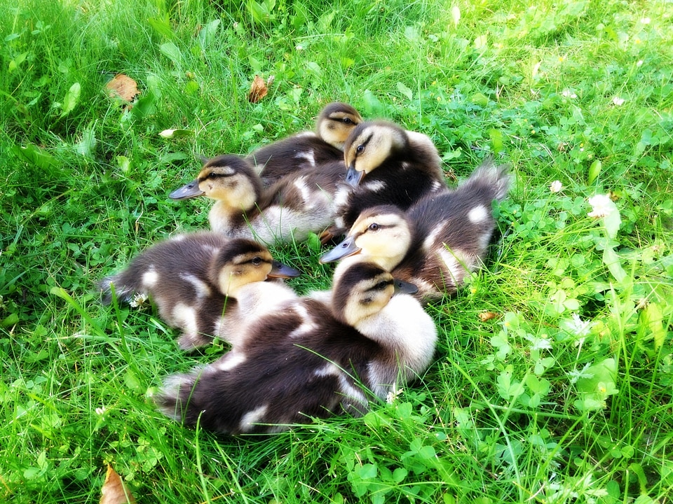 Babies bird nature