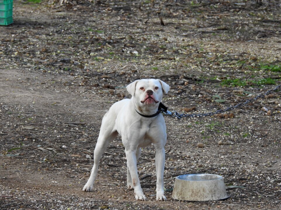 Angry defense guard dog