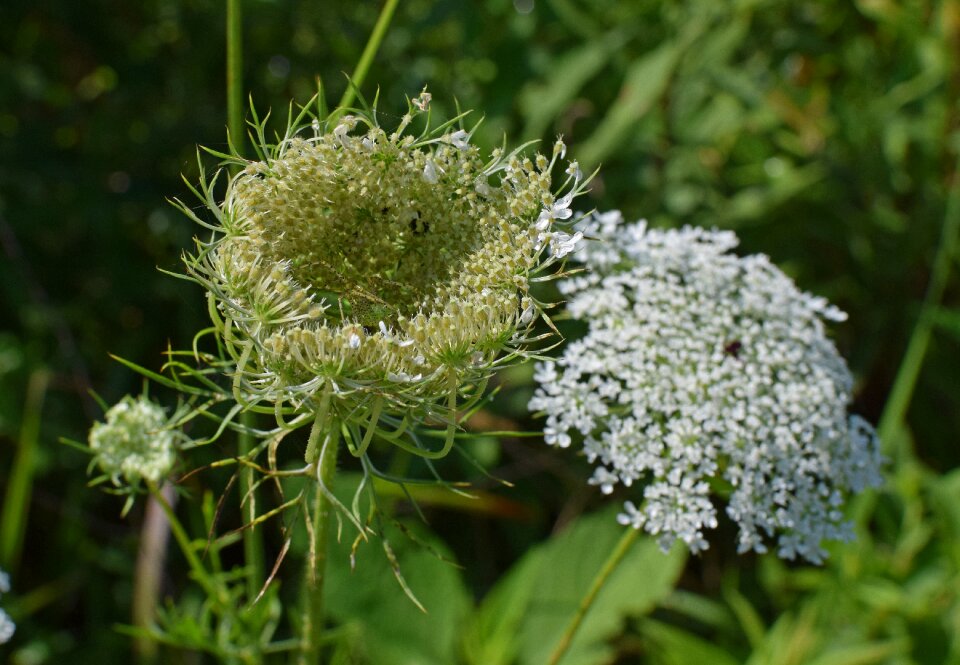 Arachnid animal bud