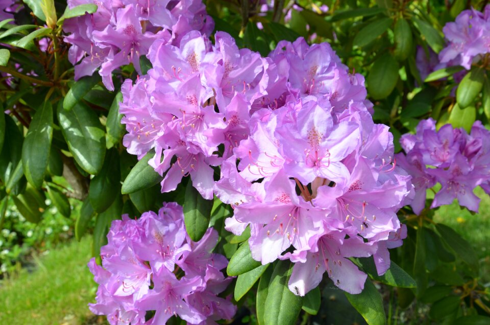 Floral nature spring